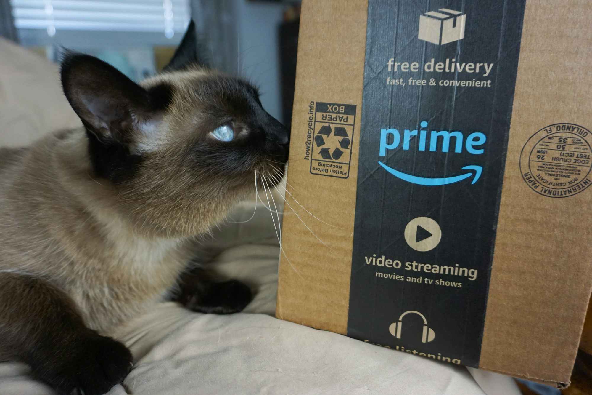 A cat with bright blue eyes sniffing an Amazon Prime box