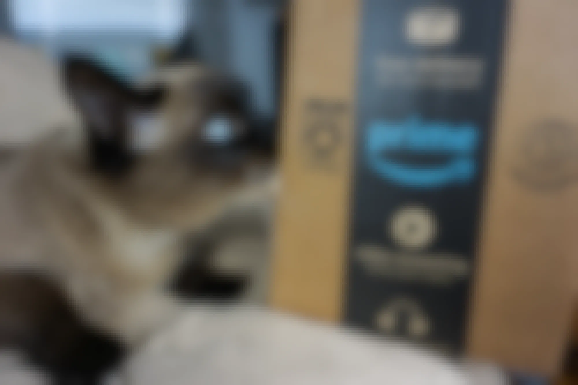 A cat with bright blue eyes sniffing an Amazon Prime box