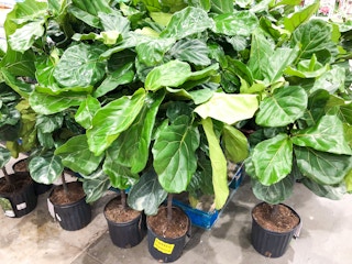 costco fiddle fig leaf plant 1 feb 2023 1677172420 1677172420