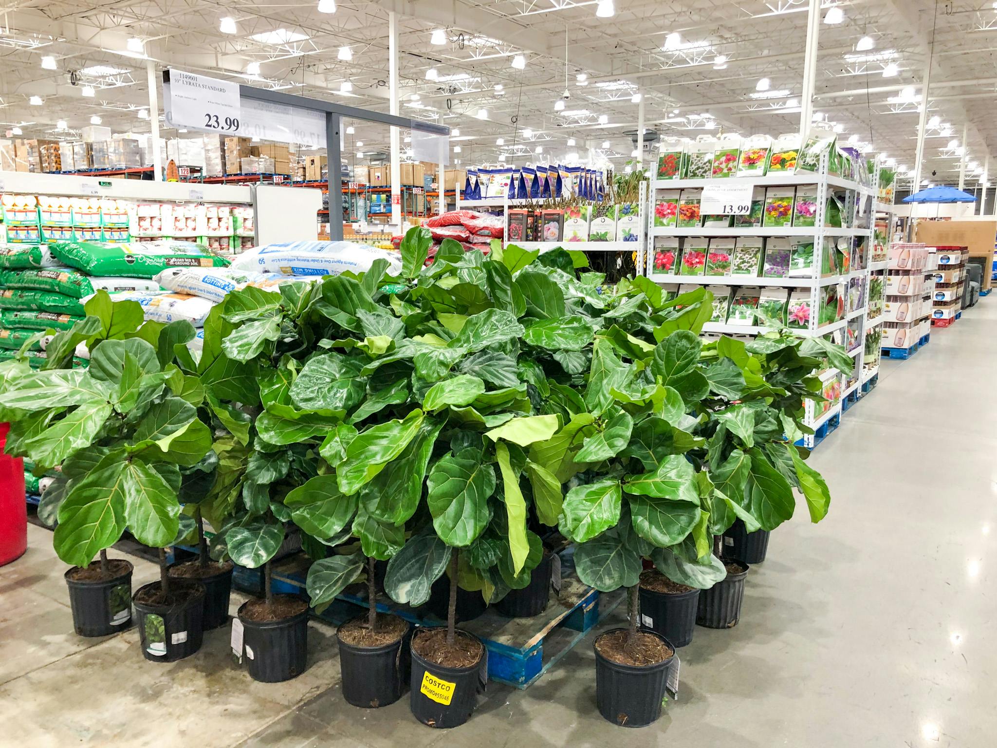 10" Fiddle Leaf Fig Plant, Just 23.99 at Costco The Krazy Coupon Lady