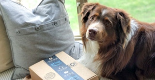 dog with amazon box reuploaded feature 1675982107 1675982107