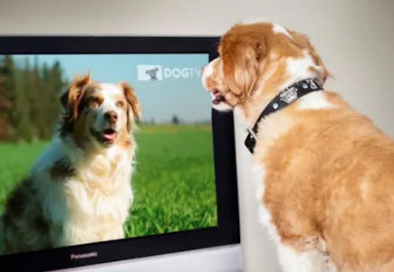 DogTV 30-Day Free Trial