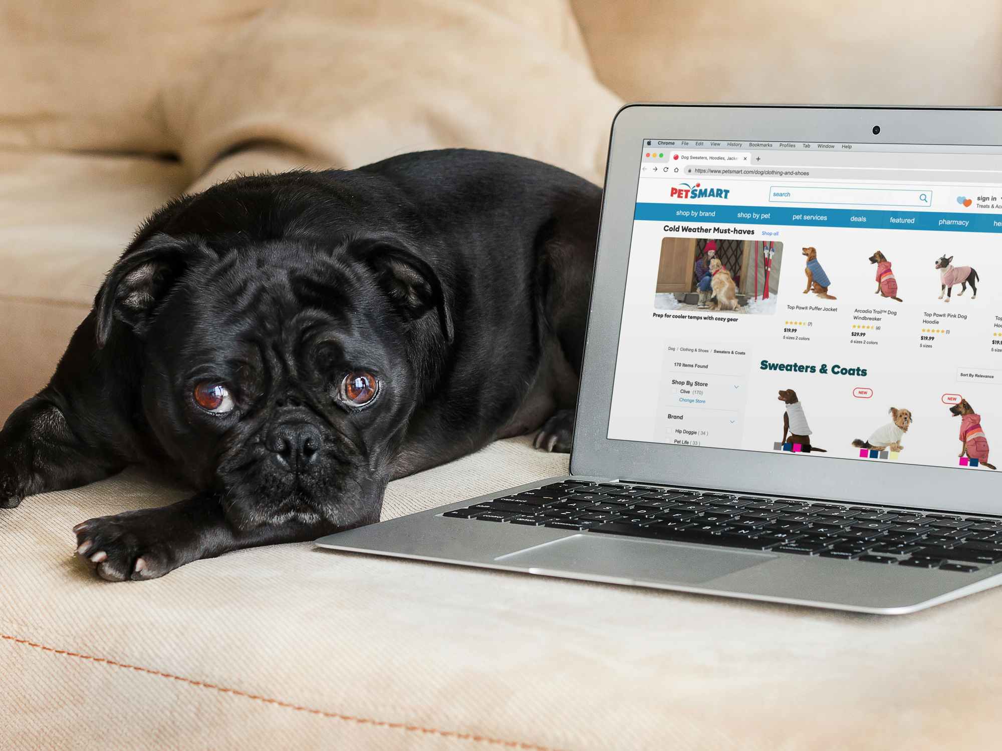 dog lying on couch next to laptop showing petsmart pet clothes