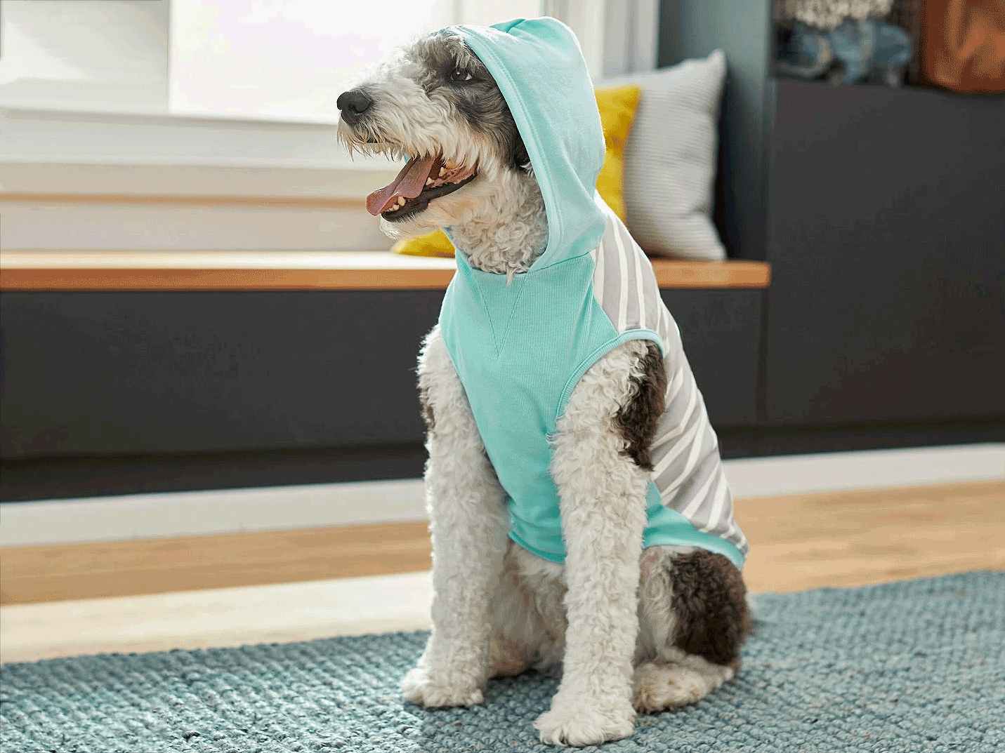 poodle mix dog wearing light blue and gray hooded sweatshirt