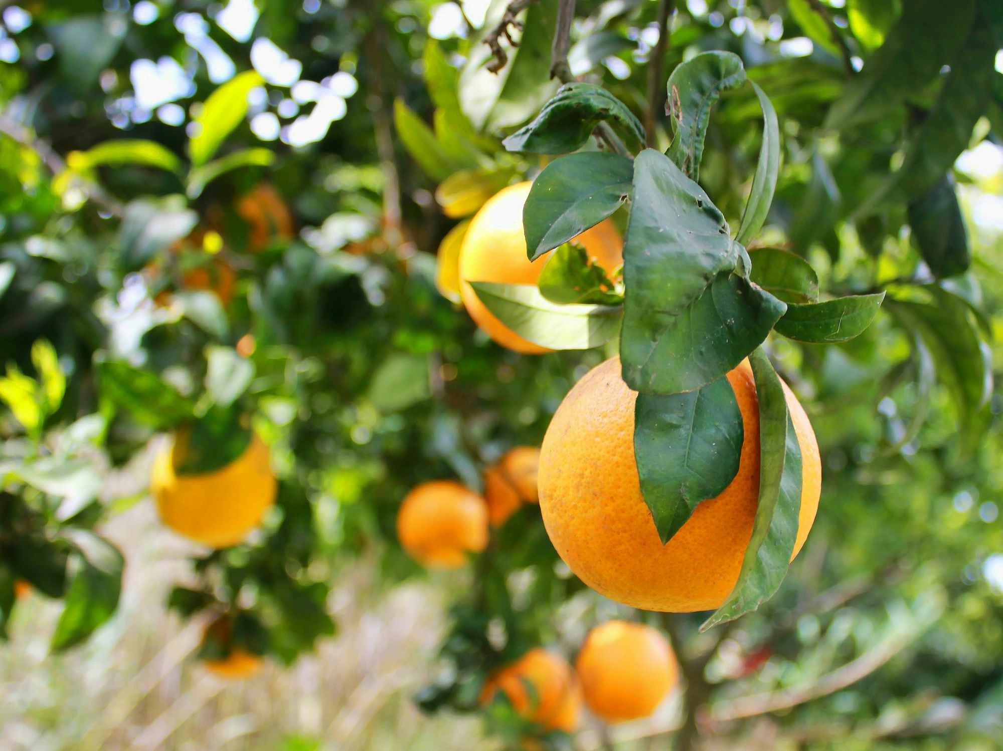 oranges hanging from trees in grove