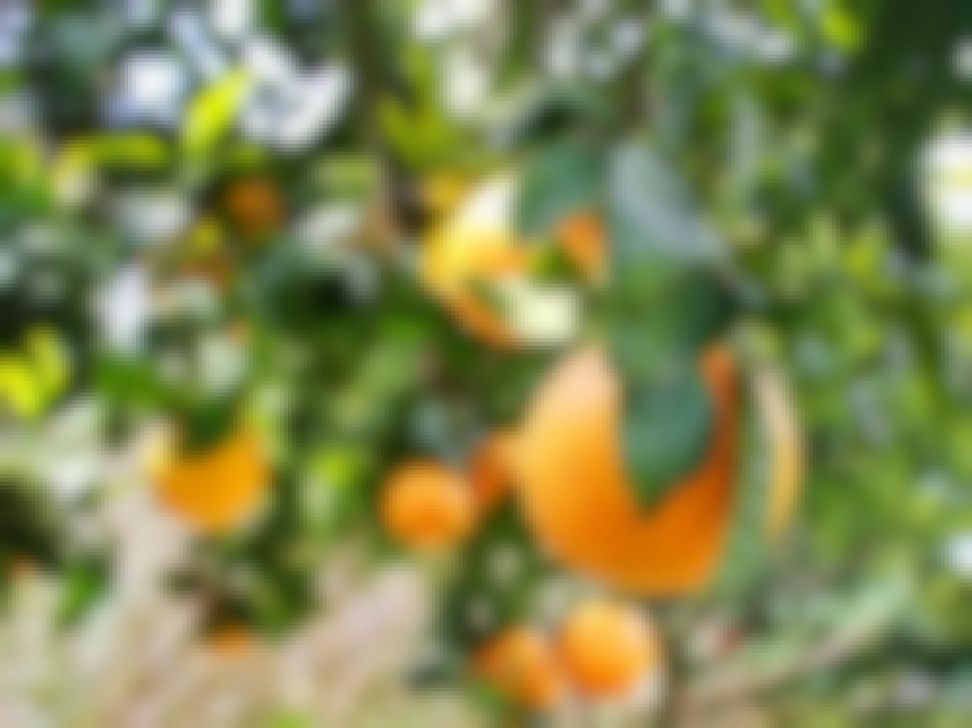 oranges hanging from trees in grove
