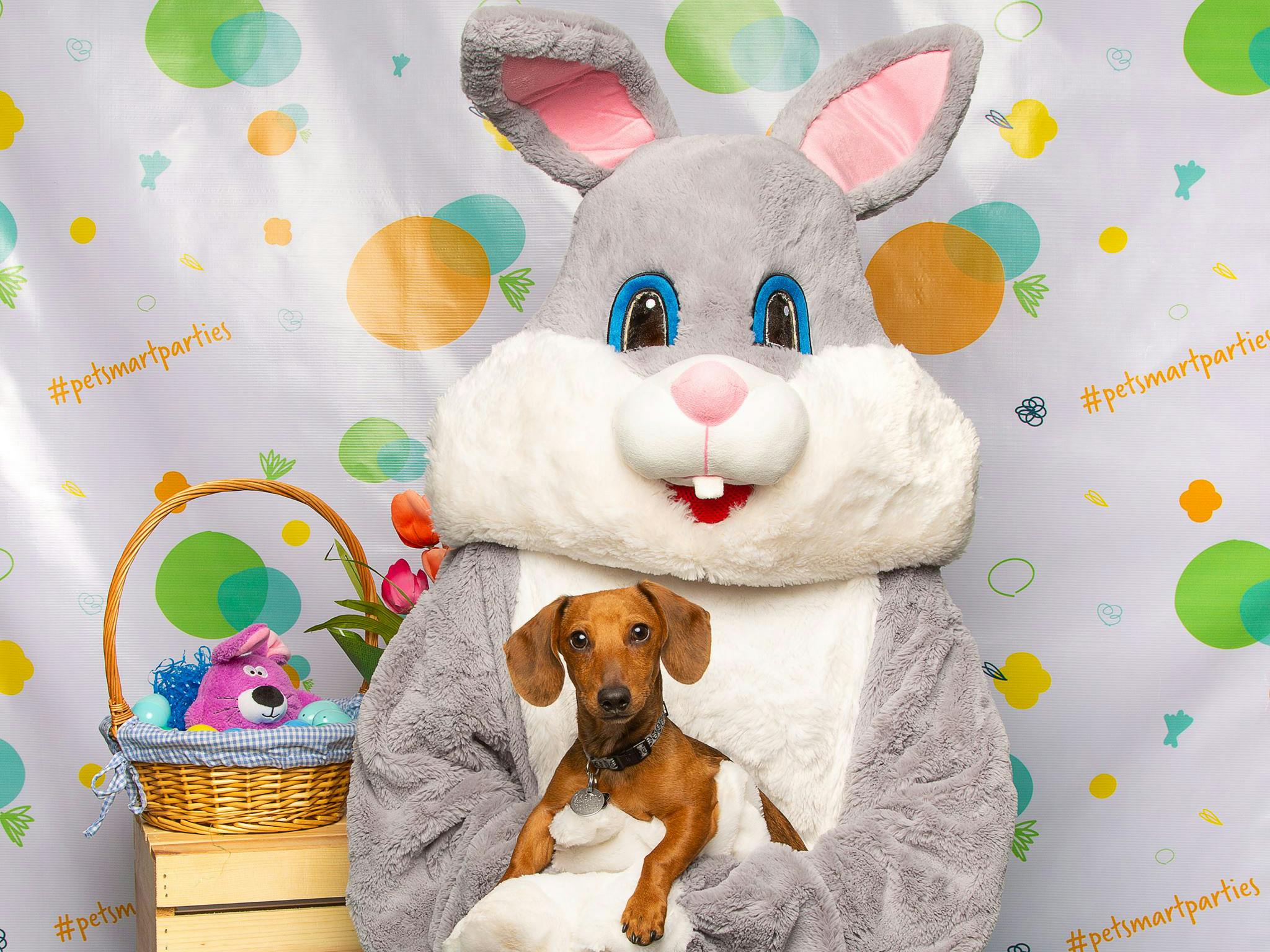 A dog in the lap of an Easter Bunny at a PetSmart event