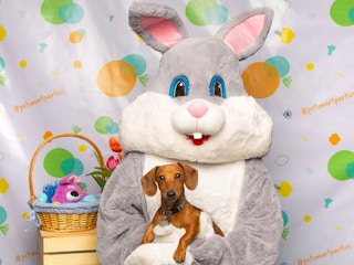 A dog in the lap of an Easter Bunny at a PetSmart event