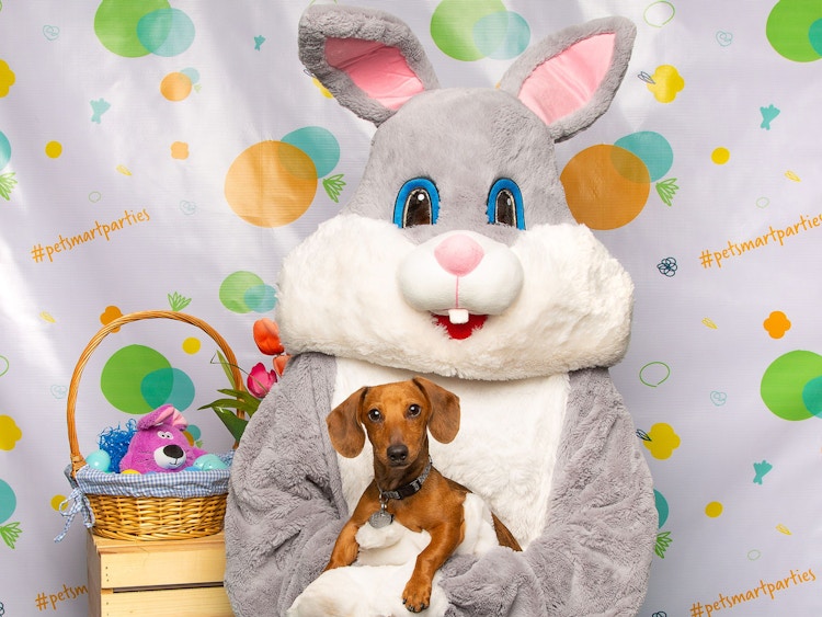 A dog in the lap of an Easter Bunny at a PetSmart event