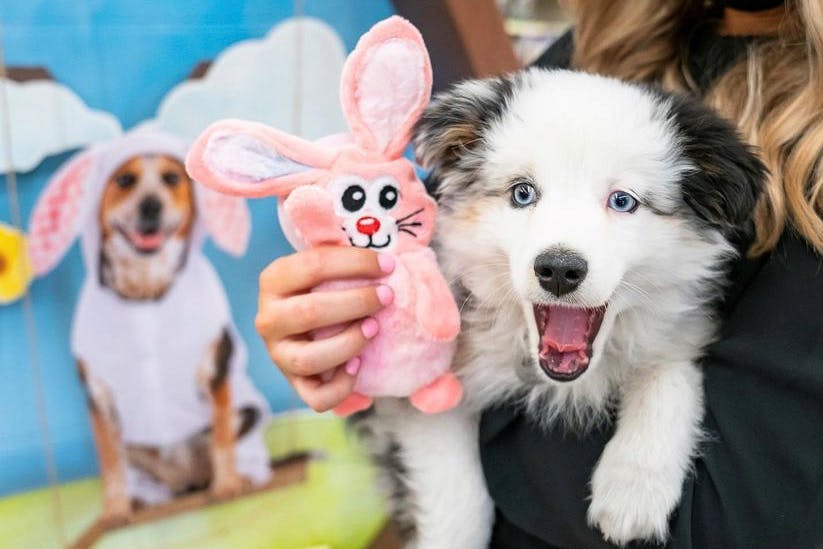 PetSmart's Free Easter Bunny Photos Aren't Coming Back for 2023