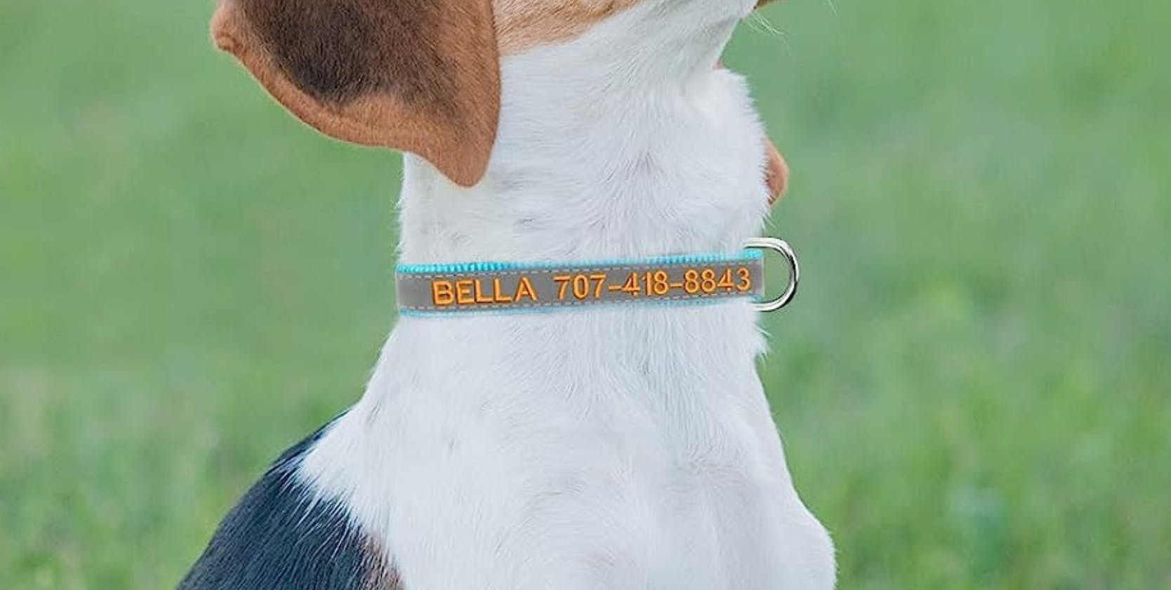amazon-feature-image-customizable-dog-collar