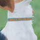 amazon-feature-image-customizable-dog-collar
