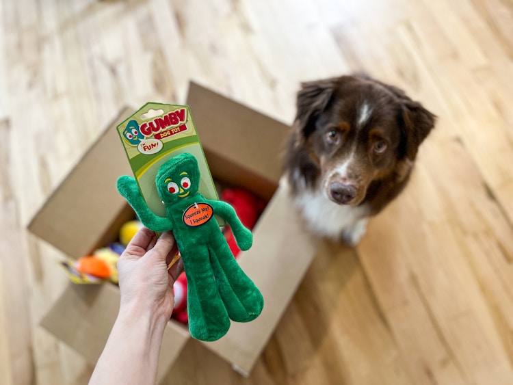 a dog sitting next to a box looking at a toy