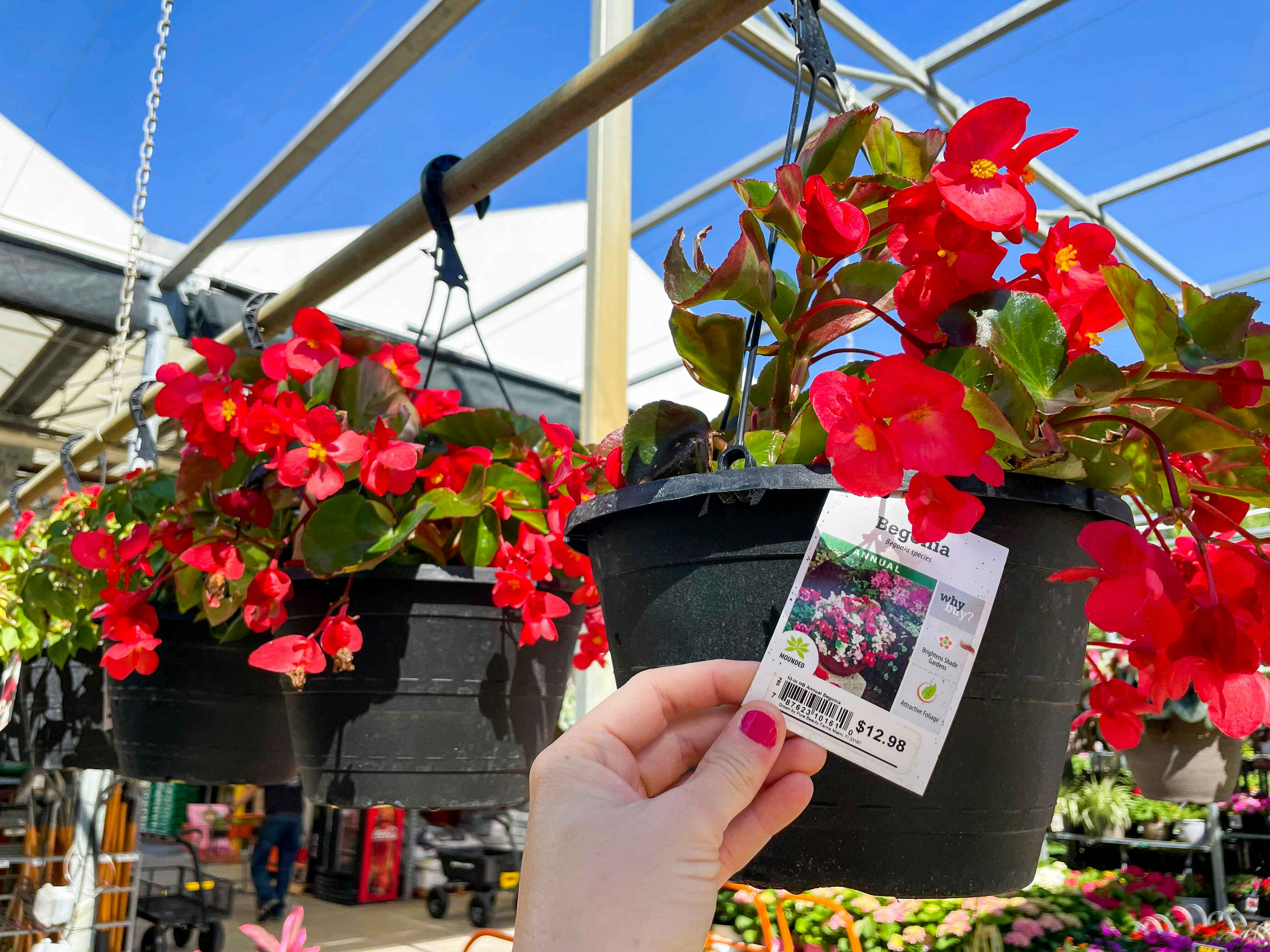 A tag on a hanging flower basket with red Begonias that shows a price of $12.98