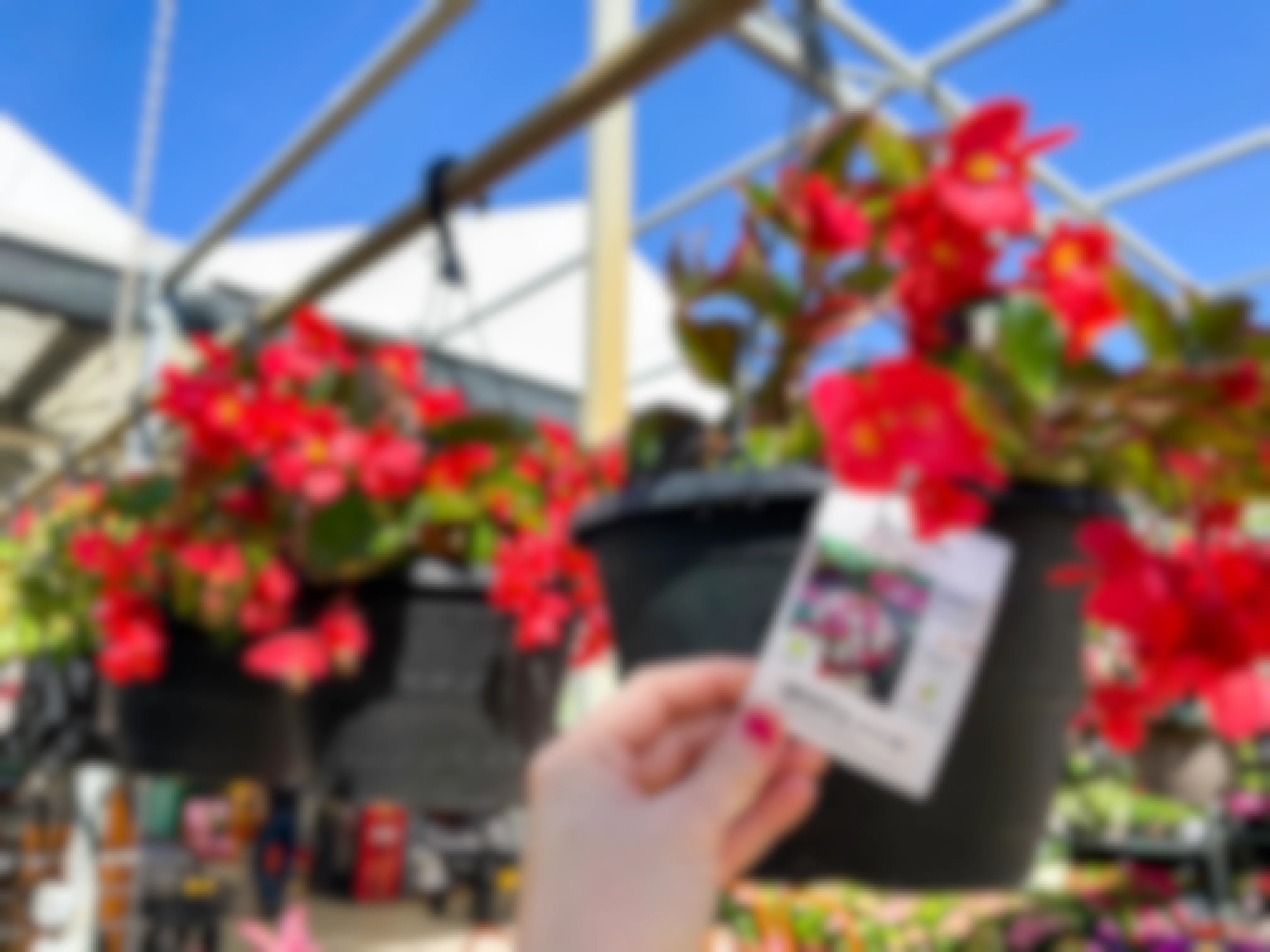 A tag on a hanging flower basket with red Begonias that shows a price of $12.98