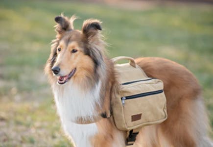Free Dog Saddle Bag with Subscription