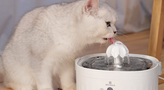 cat-water-fountain-amazon-feature