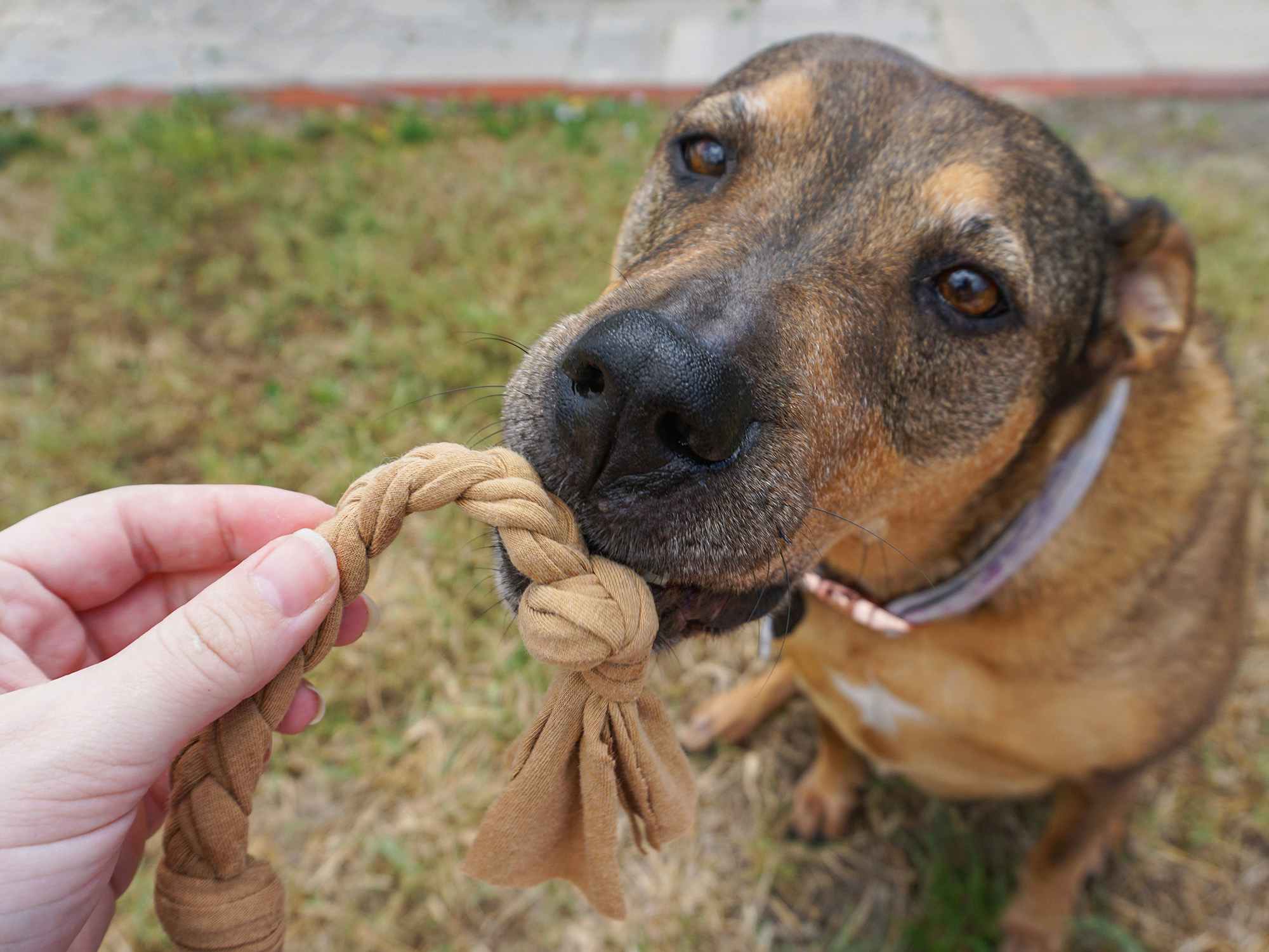 A dog going to take a rope toy from her owner's hand
