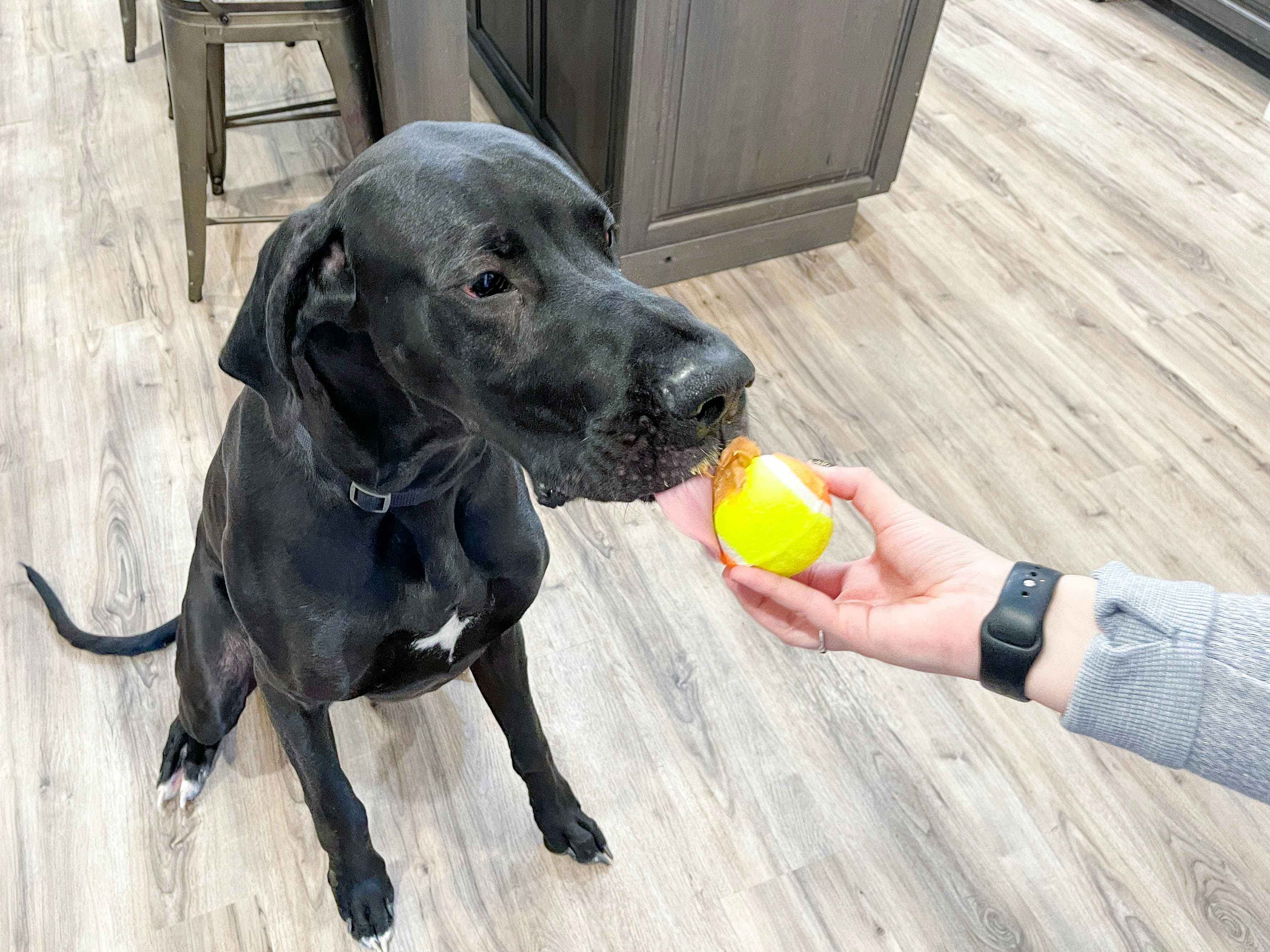 a dog licking a tennis ball with peanut butter inside 