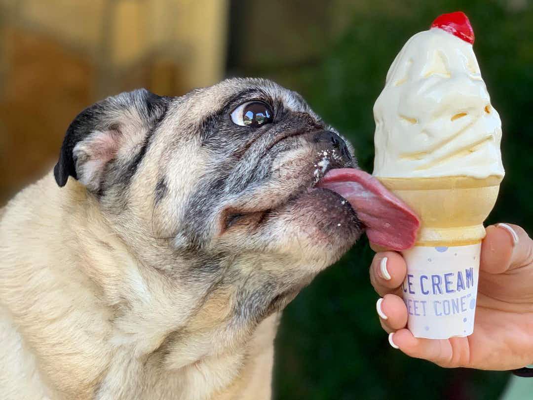 pug puppy licking sonic ice cream cone
