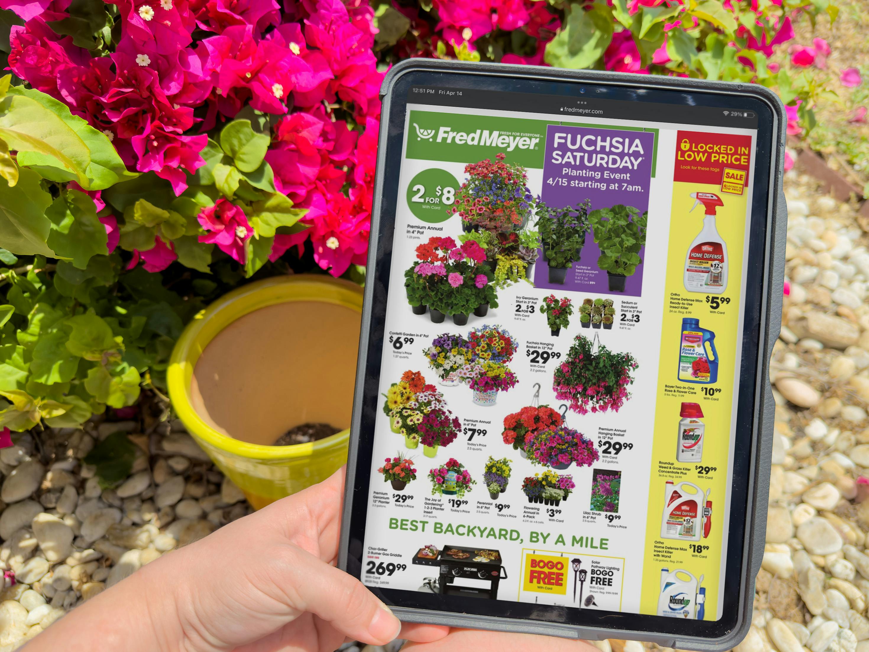 Fred Meyer Fuchsia Saturday 2024 Get 19 Worth Of Free Potting Soil   Fred Meyer Fuchsia Saturday Weekly Ad Ipad Pro Screen Kcl 1681492745 1681492746 