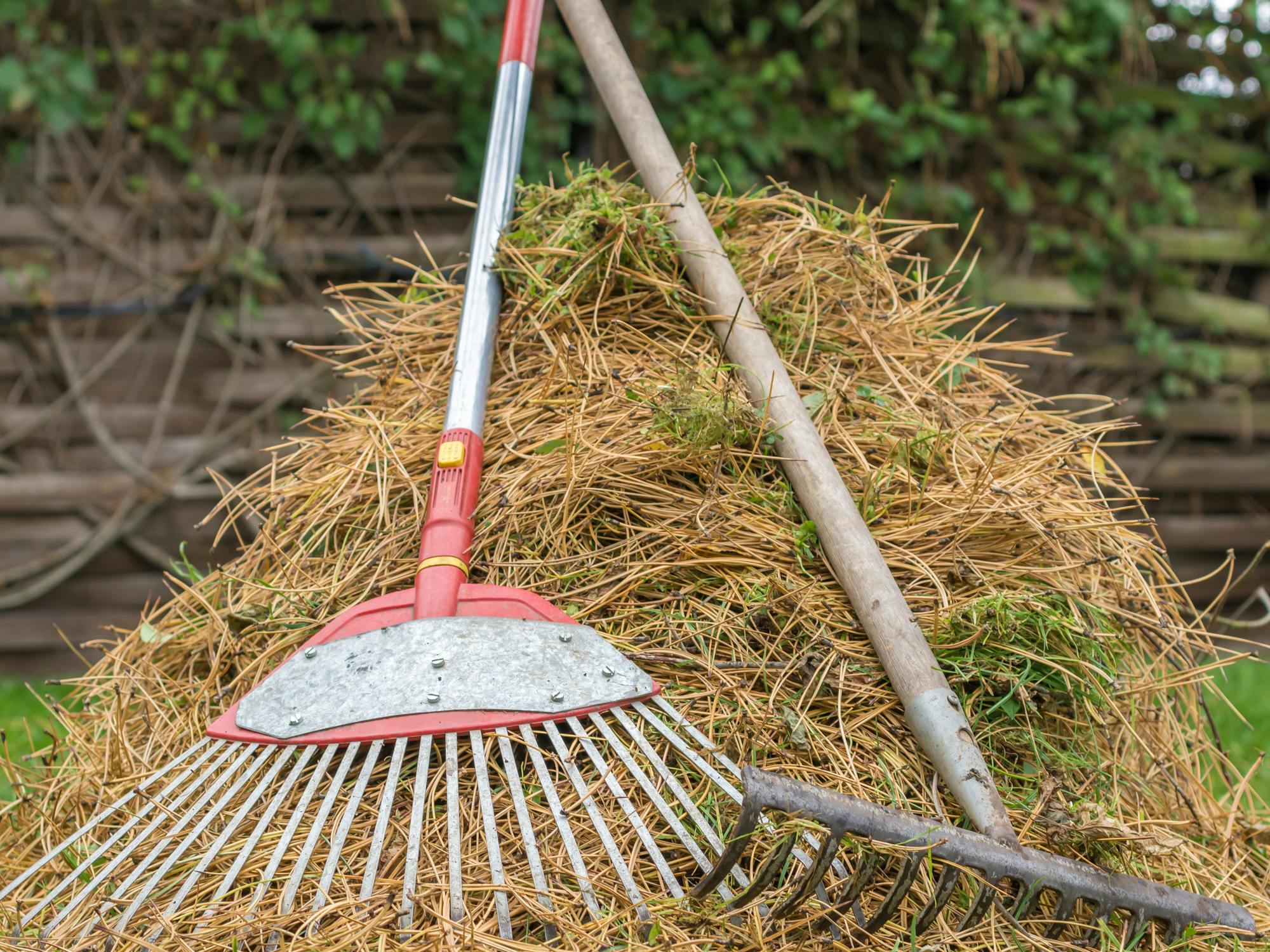 pine needles raked in a pile