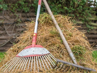pine needles raked in a pile