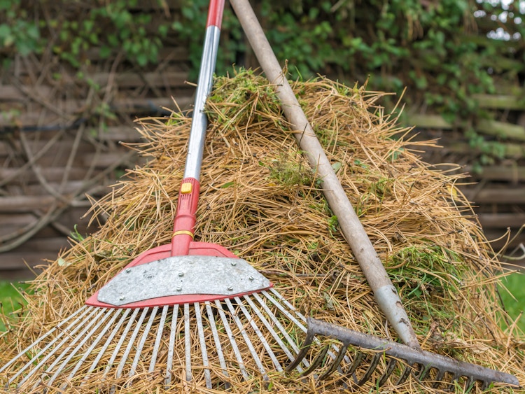 pine needles raked in a pile