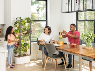 A child picking some greens from a A Gardyn indoor vertical garden set up in a kitchen next to parents sitting at a dining table.