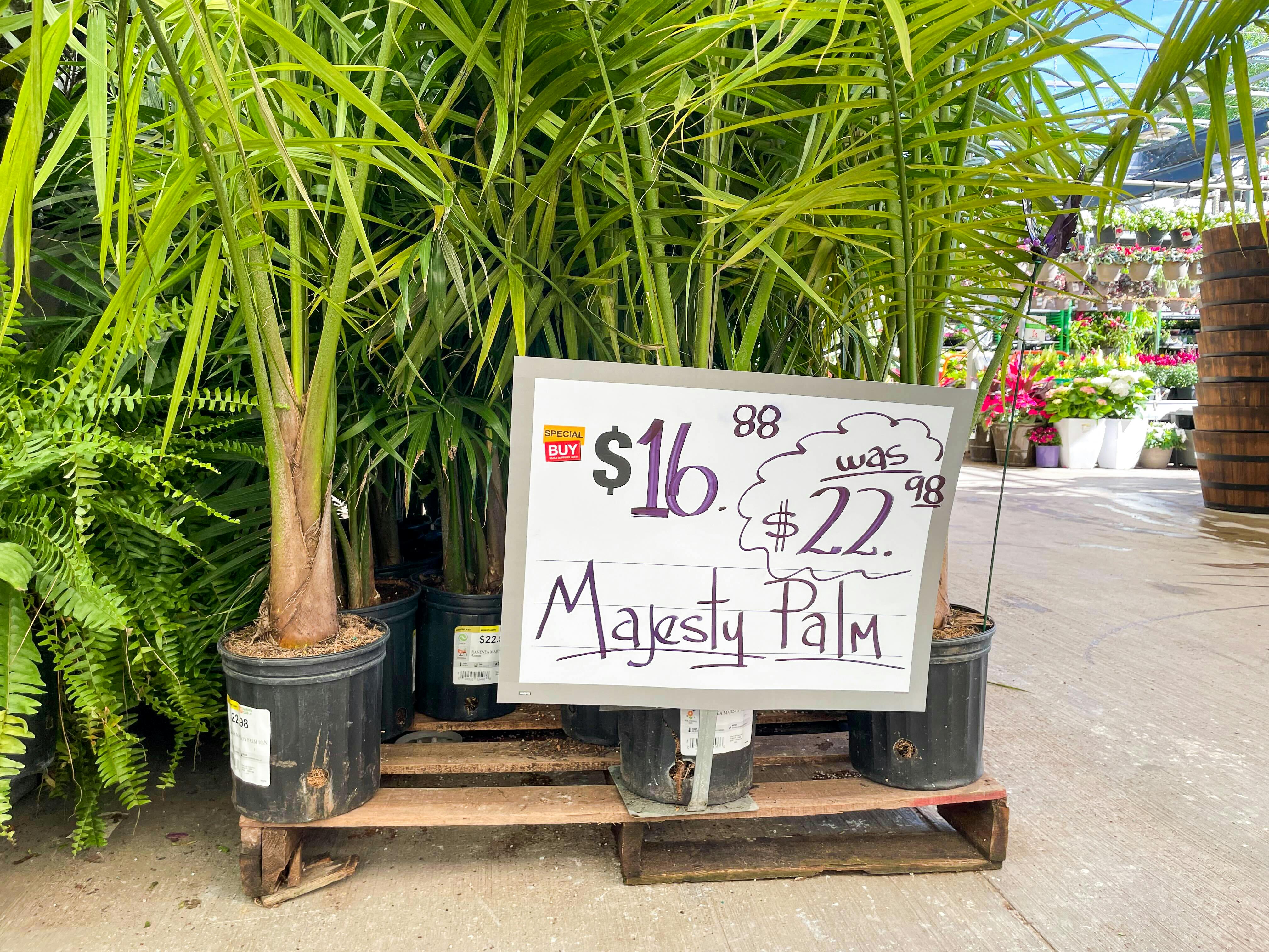 Majesty Palm houseplants on a pallet at the home depot garden center with a $16.88 special buy price tag