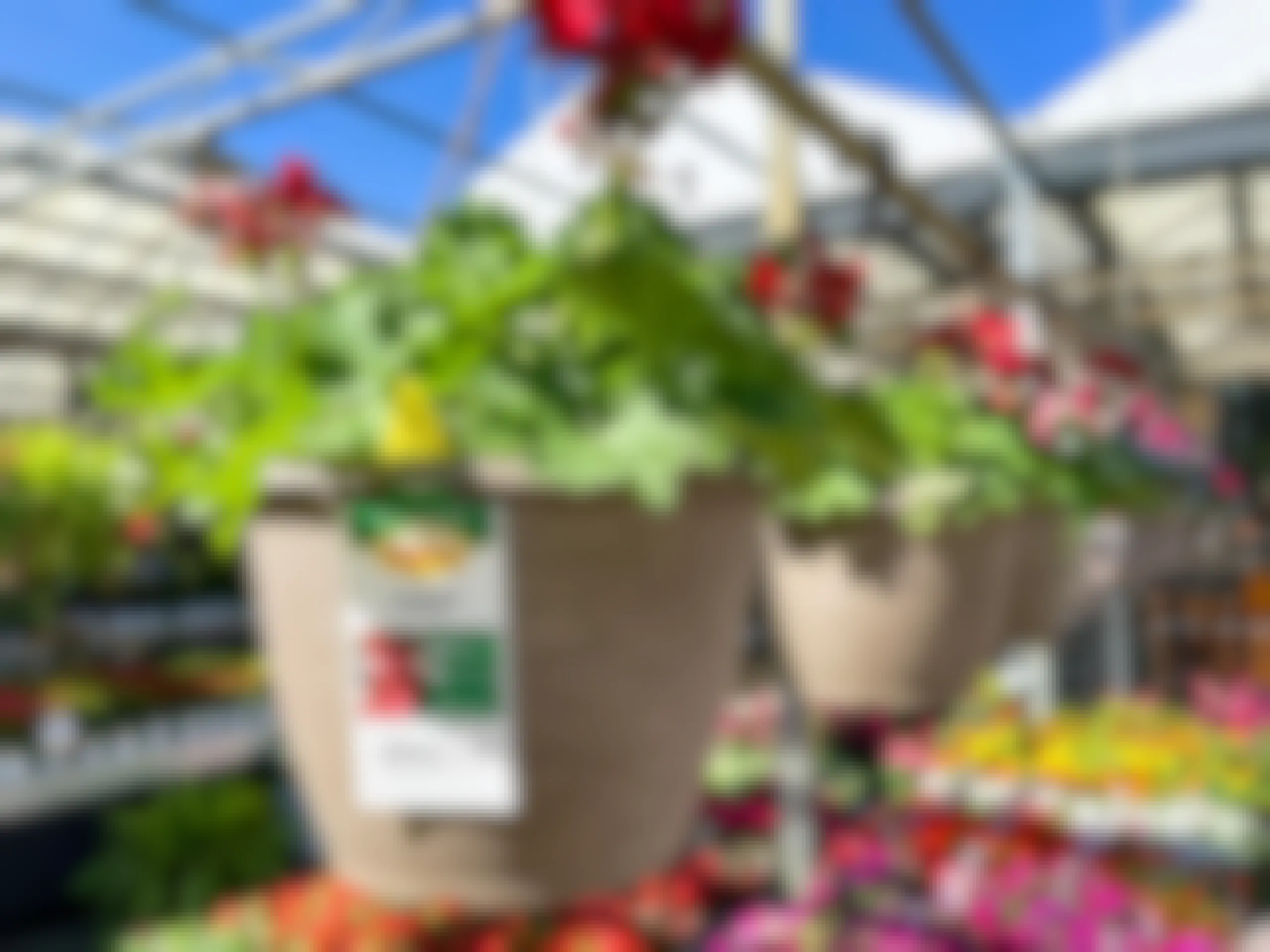 a row of vigoro geranium hanging flower baskets at the home depot garden center