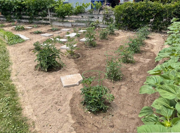 a garden outside