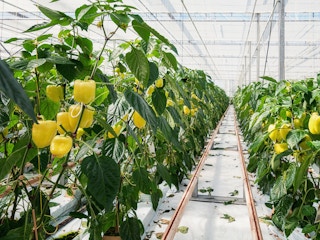 yellow peppers growing in a greenhouse