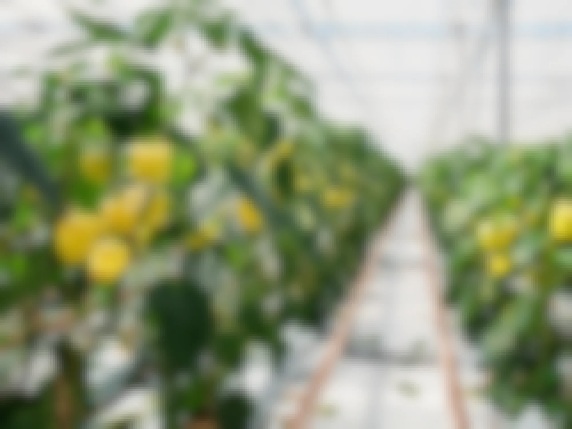 yellow peppers growing in a greenhouse