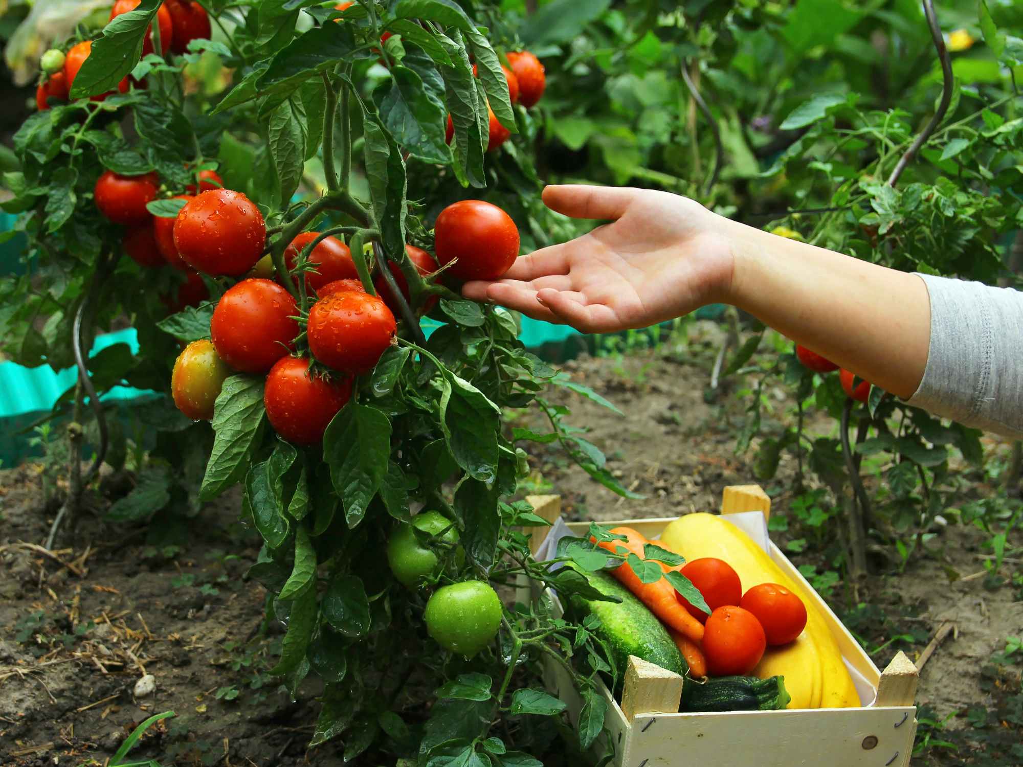 a person picking tomatoes growing in a garden