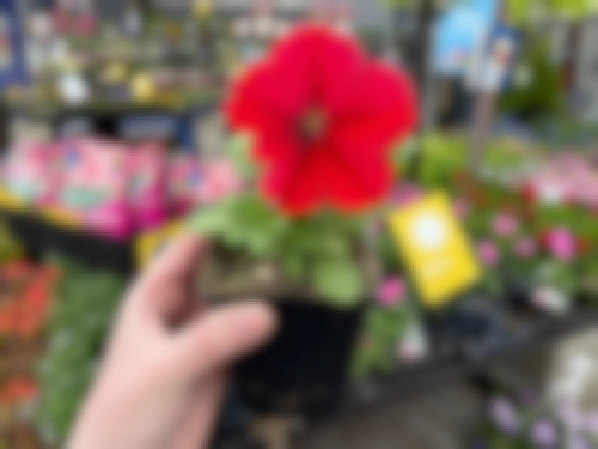 Someone holding up a free annual plant in the Lowe's Garden Center 