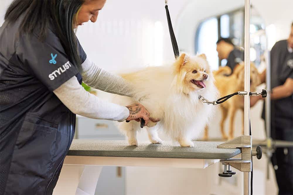 A dog being groomed at Petco