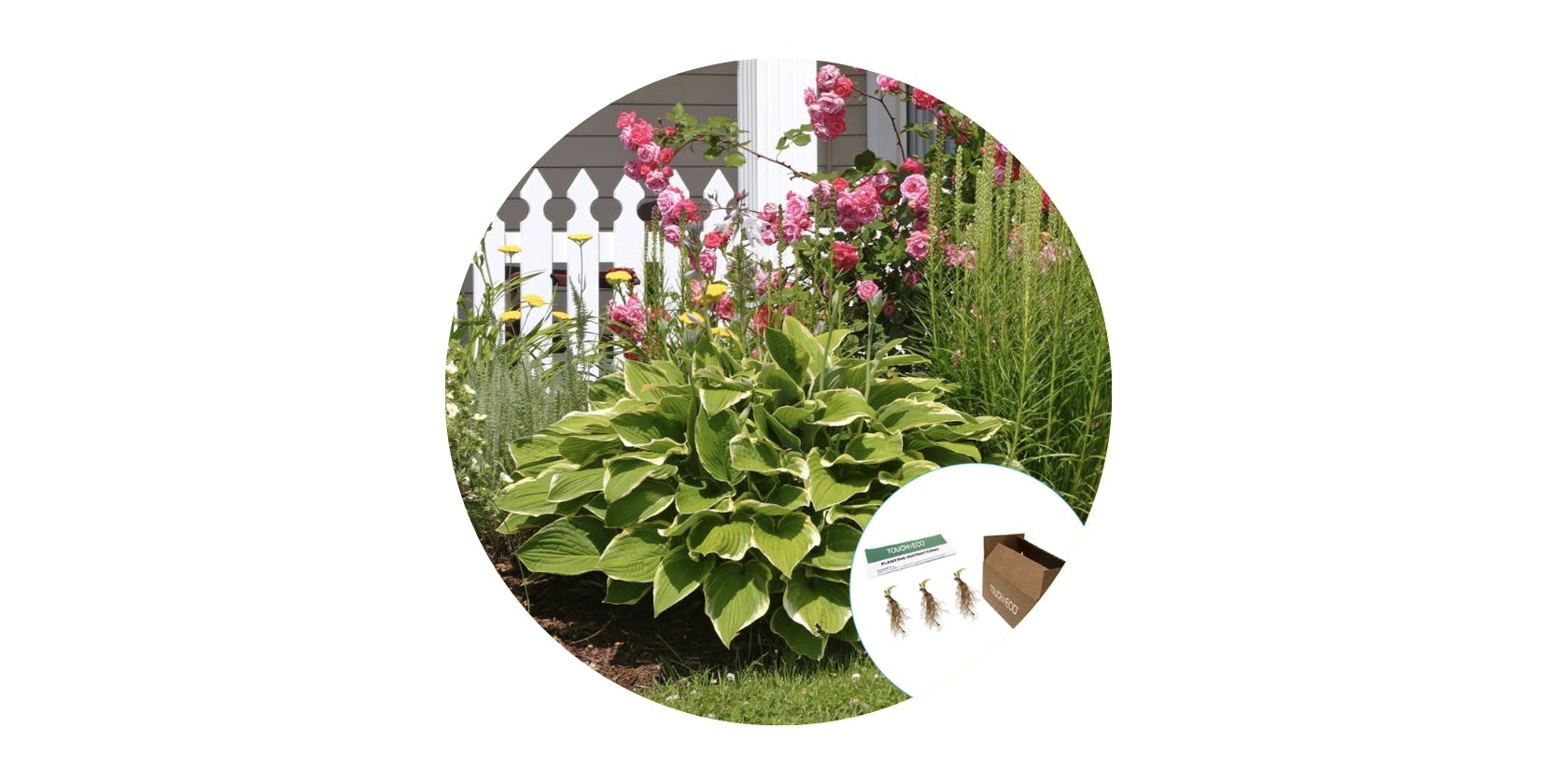 until gone Touch of Eco Hardy Hosta Bare Root Plants featured image 2023