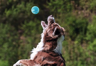 amazon outward hound squeaker toys 2023 1 1682605407 1682605407