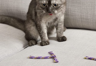 amazon petstages cat toy 2023 2 1682446088 1682446089