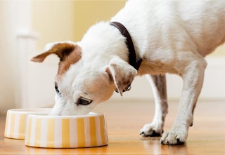 amazon purina one wet food 2023 1 1681476602 1681476602