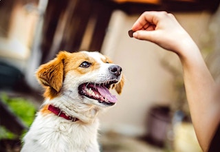 amazon vetiq treats 2023 2 1682175261 1682175261