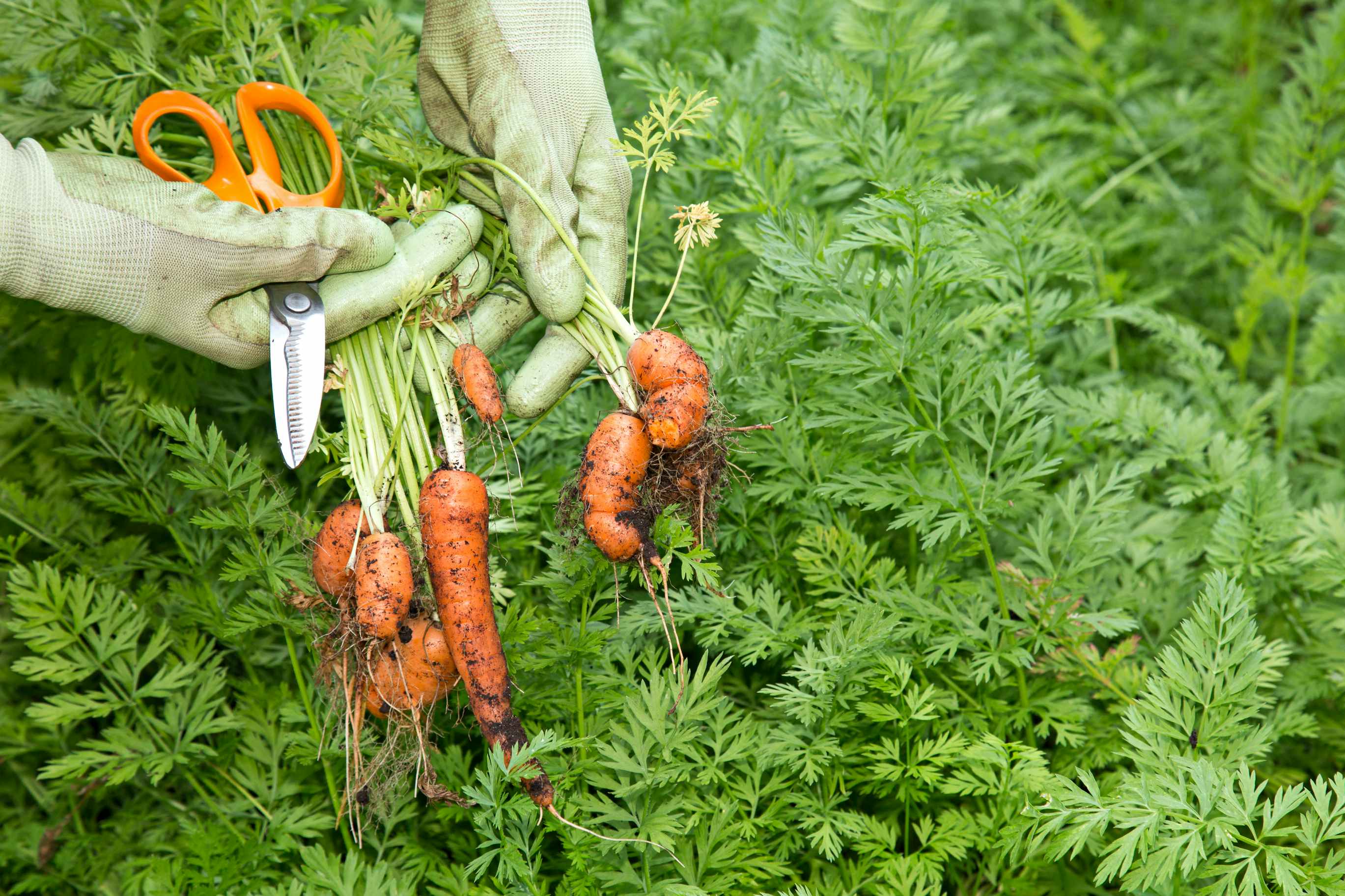 hand with gloves on picking carrots from a garden while holding scissors