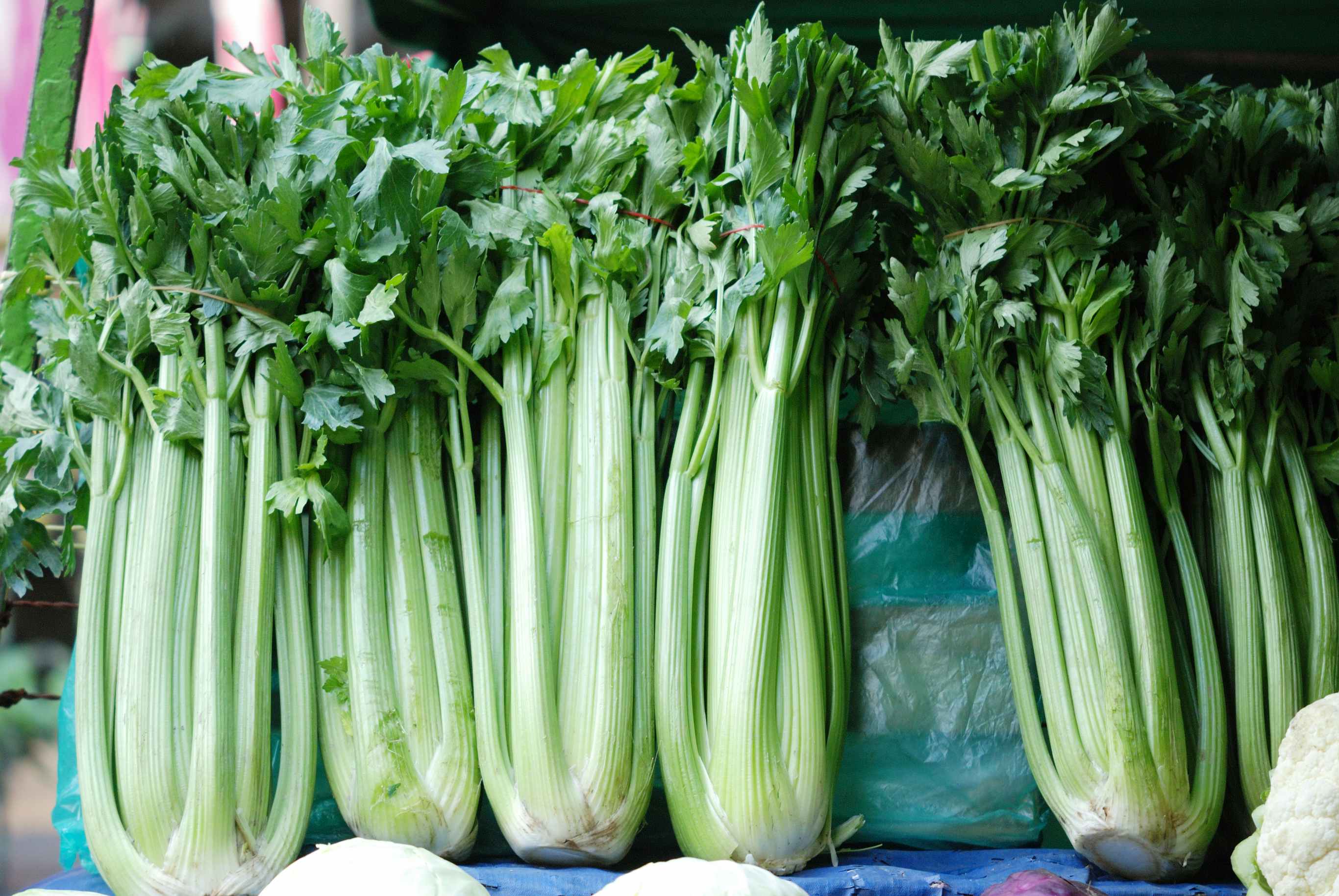 Row of celery