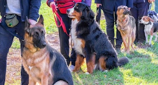 dog academy premium membership apr11 2023 b 1681227561 1681227561