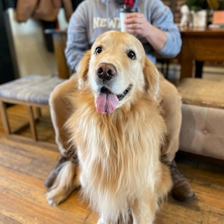 happy golden retriever inside boonton coffee co in new jersey