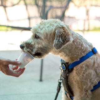 doodle on patio enjoying a pup cup from press coffee in iowa city