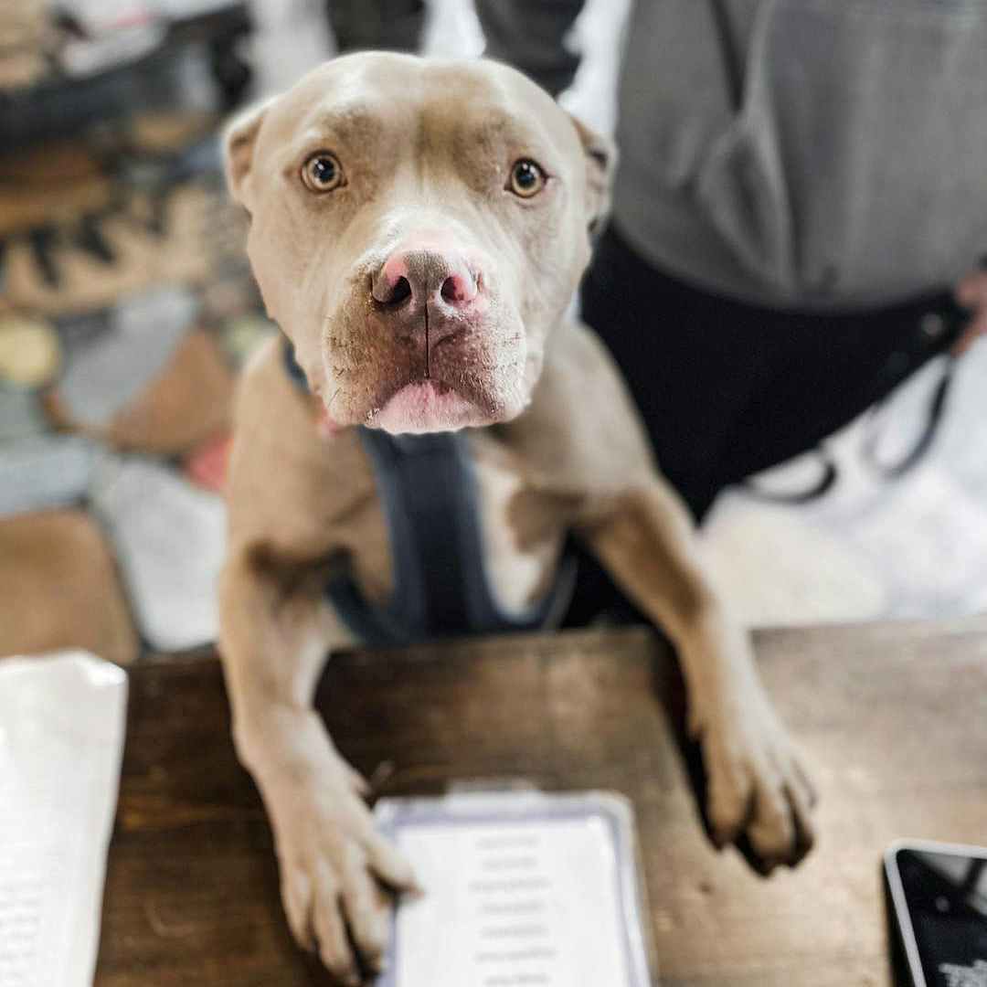 pit bull at cafe with front paws on counter with menu