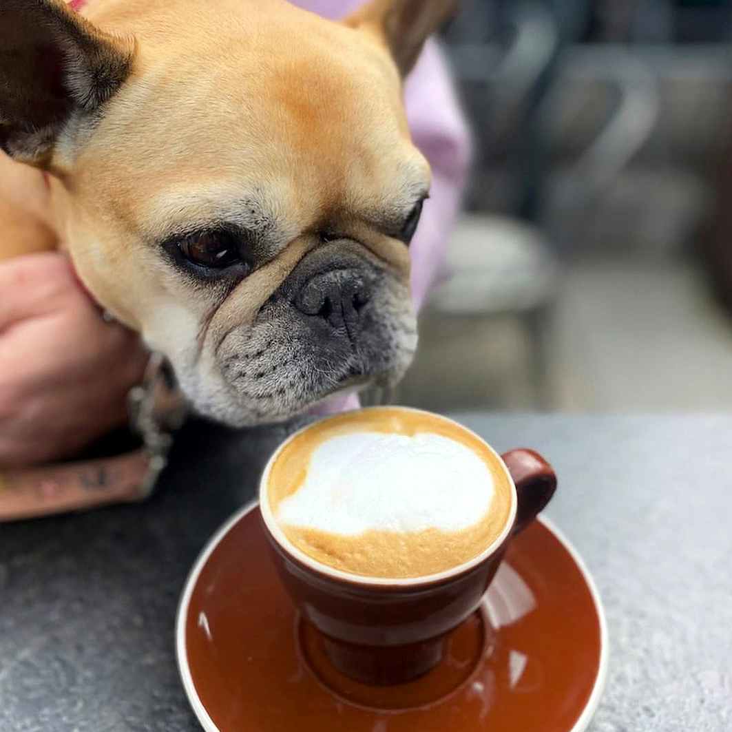 french bulldog puppy sniffing a coffee at a cafe