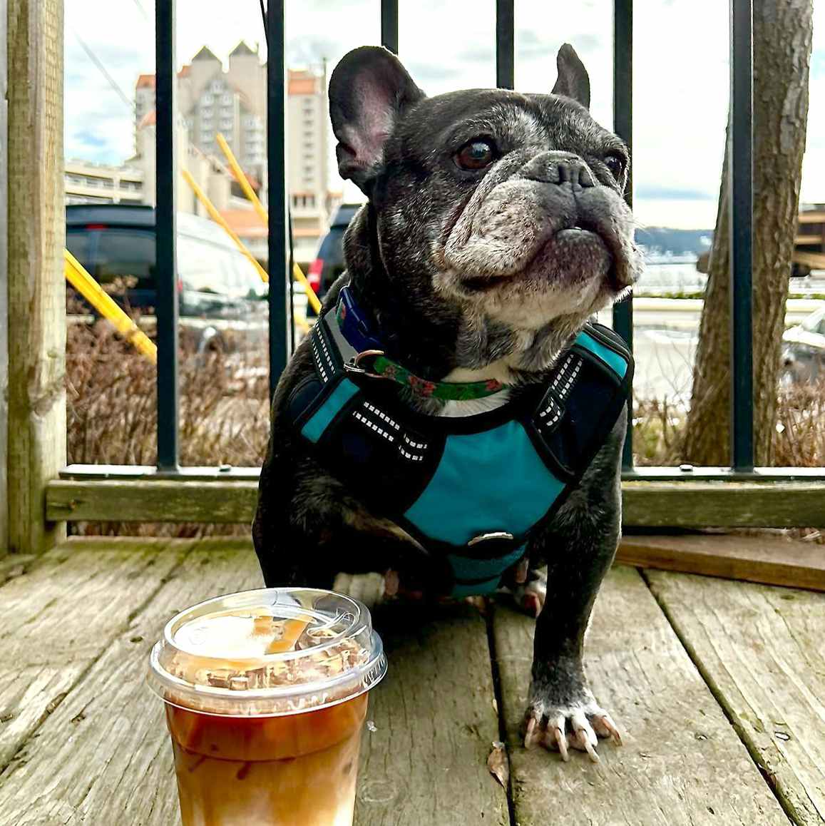 dog in harness sitting on a the patio of lyfe public house with coffee